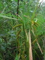 Carex pseudocyperus - Осока ложносытевая