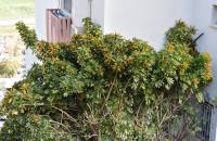 Schefflera arboricola - Шеффлера древесная