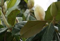 Magnolia grandiflora - Магнолия крупноцветковая