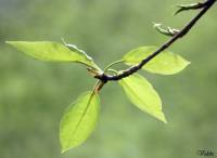 Populus nigra - Тополь чёрный