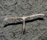 Emmelina monodactyla - Пальцекрылка красно-бурая