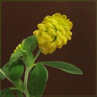 Trifolium aureum - Клевер золотистый,  златощитник