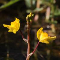 Utricularia vulgaris - Пузырчатка обыкновенная