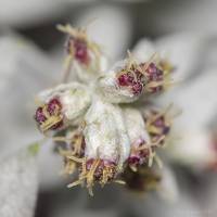 Artemisia ludoviciana - Полынь Пурша, Полынь Людовика