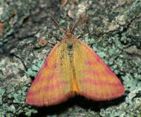 Lythria purpuraria - Пяденица пурпурная