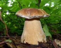 Boletus edulis - Белый гриб