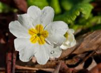 Primula vulgaris - Первоцвет обыкновенный, или Первоцвет бесстебельный