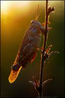 Acrididae - unidentified - Настоящие саранчовые