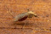 Aedes caspius