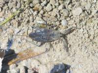 Nepa cinerea - Водяной скорпион