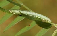 Chiasmia clathrata - Пяденица клеверная, Пяденица решетчатая