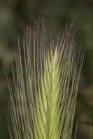 Hordeum murinum subsp. murinum - Ячмень мышиный