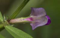 Vicia sativa subsp. nigra - Горошек узколистный, Вика узколистная