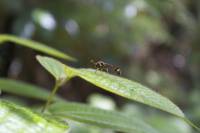 Vespidae - Складчатокрылые осы
