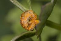 Puccinia recondita - Бурая ржавчина пшеницы