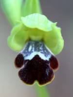 Ophrys omegaifera subsp. israelitica