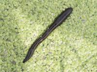 Clitellata (Annelida) - Поясковые черви