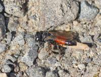 Crabronidae - Песочные осы