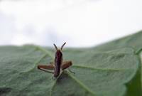 Orthoptera - Прямокрылые (кузнечики, кобылки, сверчки...)