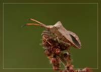 Coreidae - Краевики