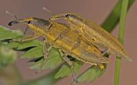 Curculionidae - Долгоносики