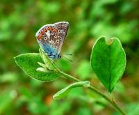 Lycaenidae - Голубянки