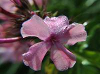 Флокс Метельчатый / Phlox Paniculata