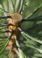 Pinaceae - Сосновые