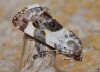 Acontia lucida - Совка пятнистая светлая