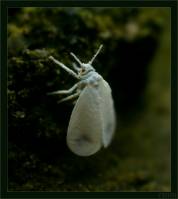 Aleyrodidae - Белокрылки