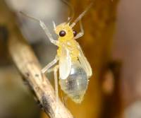 Psocoptera - Сеноеды