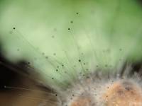 Spinellus fusiger - Спинеллус веретеноносный