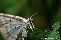 Geometridae unidentified - Пяденицы неидентифицированные
