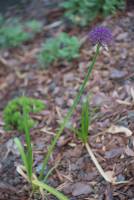 Allium wallichii - Лук Валлиха