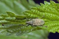 Phyllobius pomaceus - Долгоносик крапивный