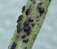 Exidia glandulosa - Эксидия железистая
