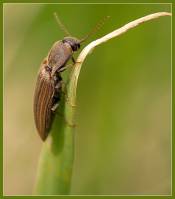 Agriotes lineatus - Щелкун полосатый