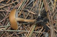 Gymnopus dryophilus - Коллибия лесолюбивая