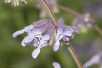 Salvia verticillata - Шалфей мутовчатый
