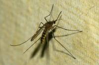 ? Комар обыкновенный - Culex pipiens ?
