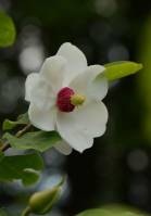 Magnolia sieboldii - Магнолия Зибольда
