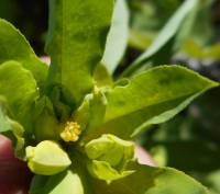Euphorbia platyphyllos - Молочай плосколистный