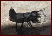 Неизвестное мне насекомое (Ocypus  sp.)