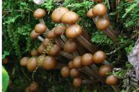 Galerina marginata - Галерина окаймлённая