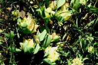 Tripodion tetraphyllum subsp. tetraphyllum