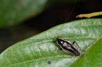 Blattodea - Таракановые