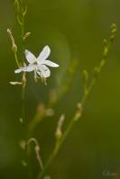 Anthericum ramosum - Венечник ветвистый