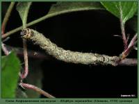 Allophyes oxyacanthae - Совка боярышниковая кистеусая