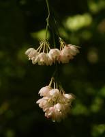Staphylea pinnata - Клекачка перистая