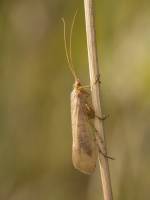 Trichoptera - Волосистокрылые (ручейники)